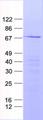 NSMF / NELF Protein