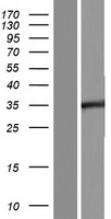 NSPC1 / PCGF1 Protein - Western validation with an anti-DDK antibody * L: Control HEK293 lysate R: Over-expression lysate