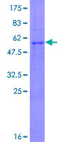 NSPC1 / PCGF1 Protein - 12.5% SDS-PAGE of human PCGF1 stained with Coomassie Blue