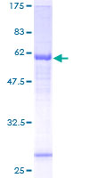 NSUN3 Protein - 12.5% SDS-PAGE of human NSUN3 stained with Coomassie Blue