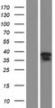 NSUN5P2 Protein - Western validation with an anti-DDK antibody * L: Control HEK293 lysate R: Over-expression lysate