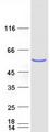 NSUN6 Protein - Purified recombinant protein NSUN6 was analyzed by SDS-PAGE gel and Coomassie Blue Staining