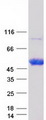 NT5C1A / CN1A Protein - Purified recombinant protein NT5C1A was analyzed by SDS-PAGE gel and Coomassie Blue Staining