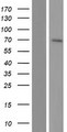 NT5C1B-RDH14 Protein - Western validation with an anti-DDK antibody * L: Control HEK293 lysate R: Over-expression lysate