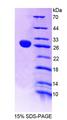 NT5C2 Protein - Recombinant 5'-Nucleotidase, Cytosolic II (NT5C2) by SDS-PAGE