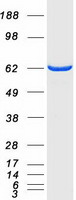 NT5C2 Protein - Purified recombinant protein NT5C2 was analyzed by SDS-PAGE gel and Coomassie Blue Staining