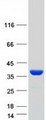 NT5C3A Protein - Purified recombinant protein NT5C3A was analyzed by SDS-PAGE gel and Coomassie Blue Staining