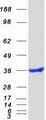NT5C3A Protein - Purified recombinant protein NT5C3A was analyzed by SDS-PAGE gel and Coomassie Blue Staining
