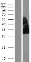 NT5C3B / NT5C3L Protein - Western validation with an anti-DDK antibody * L: Control HEK293 lysate R: Over-expression lysate