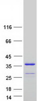 NT5C3B / NT5C3L Protein - Purified recombinant protein NT5C3B was analyzed by SDS-PAGE gel and Coomassie Blue Staining