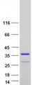 NT5C3B / NT5C3L Protein - Purified recombinant protein NT5C3B was analyzed by SDS-PAGE gel and Coomassie Blue Staining