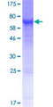 NT5DC1 Protein - 12.5% SDS-PAGE of human NT5DC1 stained with Coomassie Blue