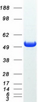 NT5DC1 Protein - Purified recombinant protein NT5DC1 was analyzed by SDS-PAGE gel and Coomassie Blue Staining