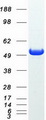 NT5DC1 Protein - Purified recombinant protein NT5DC1 was analyzed by SDS-PAGE gel and Coomassie Blue Staining