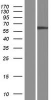 NT5DC2 Protein - Western validation with an anti-DDK antibody * L: Control HEK293 lysate R: Over-expression lysate