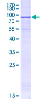NT5DC2 Protein - 12.5% SDS-PAGE of human NT5DC2 stained with Coomassie Blue