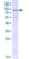 NT5DC2 Protein - 12.5% SDS-PAGE of human NT5DC2 stained with Coomassie Blue