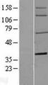 NT5E / eNT / CD73 Protein - Western validation with an anti-DDK antibody * L: Control HEK293 lysate R: Over-expression lysate