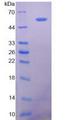 NT5E / eNT / CD73 Protein - Active 5'-Nucleotidase, Ecto (NT5E) by SDS-PAGE