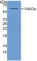 NT5E / eNT / CD73 Protein - Active 5'-Nucleotidase, Ecto (NT5E) by WB