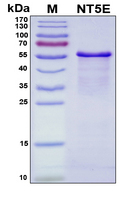 NT5E / eNT / CD73 Protein - SDS-PAGE under reducing conditions and visualized by Coomassie blue staining