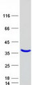 NTAN1 / PNAD Protein - Purified recombinant protein NTAN1 was analyzed by SDS-PAGE gel and Coomassie Blue Staining
