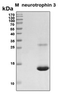 NTF3 / Neurotrophin 3 Protein