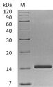 NTF3 / Neurotrophin 3 Protein - (Tris-Glycine gel) Discontinuous SDS-PAGE (reduced) with 5% enrichment gel and 15% separation gel.