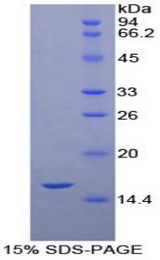 NTF3 / Neurotrophin 3 Protein - Recombinant Neurotrophin 3 By SDS-PAGE