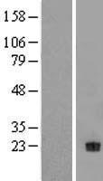 NTF4 / Neurotrophin 4 Protein - Western validation with an anti-DDK antibody * L: Control HEK293 lysate R: Over-expression lysate