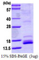 NTF4 / Neurotrophin 4 Protein