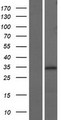 NTHL1 Protein - Western validation with an anti-DDK antibody * L: Control HEK293 lysate R: Over-expression lysate