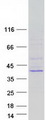 NTHL1 Protein - Purified recombinant protein NTHL1 was analyzed by SDS-PAGE gel and Coomassie Blue Staining