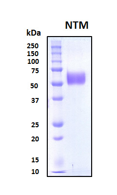 NTM / Neurotrimin Protein - SDS-PAGE under reducing conditions and visualized by Coomassie blue staining