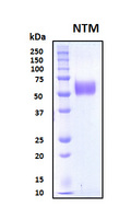NTM / Neurotrimin Protein - SDS-PAGE under reducing conditions and visualized by Coomassie blue staining