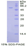 NTN1 / Netrin 1 Protein - Recombinant Netrin 1 (Ntn1) by SDS-PAGE