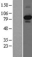 NTRK1 / TrkA Protein - Western validation with an anti-DDK antibody * L: Control HEK293 lysate R: Over-expression lysate