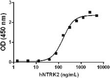 NTRK2 / TRKB Protein - Recombinant human NTRK2 binds to immobilized recombinant human BDNF in a dose-dependent manner using a functional ELISA. The ED50 for this effect is 80 €“ 400 ng/mL.