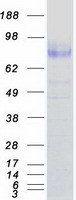 NTRK2 / TRKB Protein - Purified recombinant protein NTRK2 was analyzed by SDS-PAGE gel and Coomassie Blue Staining