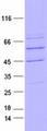 NTRK3 / TRKC Protein