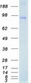 NTRK3 / TRKC Protein - Purified recombinant protein NTRK3 was analyzed by SDS-PAGE gel and Coomassie Blue Staining