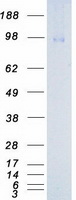 NTRK3 / TRKC Protein - Purified recombinant protein NTRK3 was analyzed by SDS-PAGE gel and Coomassie Blue Staining