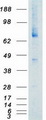 NTRK3 / TRKC Protein - Purified recombinant protein NTRK3 was analyzed by SDS-PAGE gel and Coomassie Blue Staining