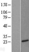 NTS / NT / Neurotensin Protein - Western validation with an anti-DDK antibody * L: Control HEK293 lysate R: Over-expression lysate