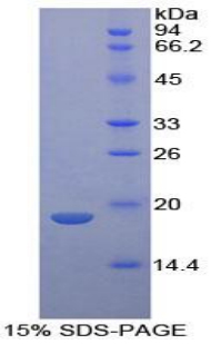 NTS / NT / Neurotensin Protein - Recombinant Neurotensin By SDS-PAGE