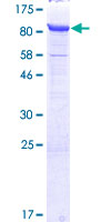 NUB1 Protein - 12.5% SDS-PAGE of human NUB1 stained with Coomassie Blue