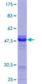 NUB1 Protein - 12.5% SDS-PAGE Stained with Coomassie Blue.
