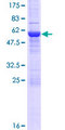 NUBPL Protein - 12.5% SDS-PAGE of human NUBPL stained with Coomassie Blue