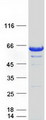NUCB1 / Nucleobindin Protein - Purified recombinant protein NUCB1 was analyzed by SDS-PAGE gel and Coomassie Blue Staining