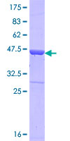 NUCB2 / Nucleobindin 2 Protein - 12.5% SDS-PAGE Stained with Coomassie Blue.